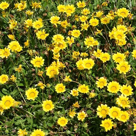 Messapiarooms * Torre dell'Orso