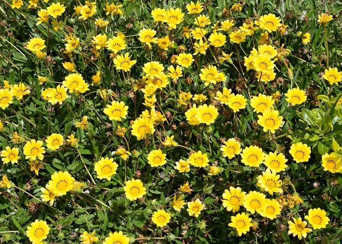 Messapiarooms * Torre dell'Orso